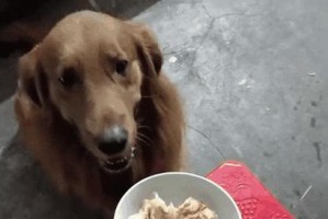金毛狗粮的拌食方式（为你的金毛宠物提供更多营养多样化的选择）