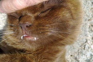 猫体内的寄生虫（探索猫咪身上的各类寄生虫，为宠物健康保驾护航）