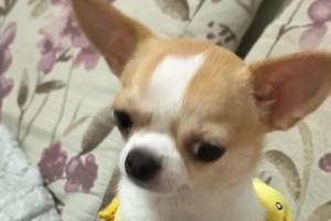 奇妙握手（探索动物的聪明才智，发现它们独特的握手方式）
