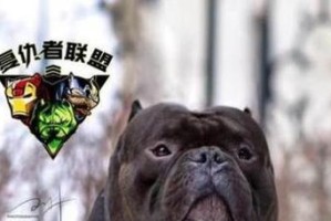 恶霸犬的饲养方法（如何正确养护你的恶霸犬？）