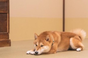选择合适的产品，解决狗狗脱毛问题（探讨如何选择适合狗狗脱毛的产品）