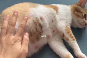 猫咪怀孕的判断、饮食与注意事项（详细了解猫咪怀孕的迹象和正确的护理方法）