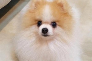 科学喂养博美幼犬，让它健康成长（正确的喂养方法和注意事项）