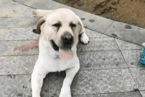 以空运的狗该吃什么？（如何为空运的狗提供适当的饮食？）