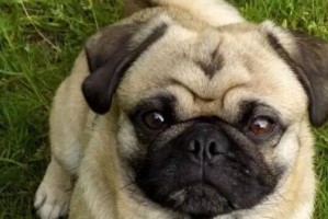 巴哥幼犬饲养指南（培养健康快乐的巴哥宝宝）