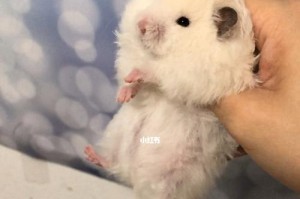 探秘可爱的熊仓鼠世界（了解熊仓鼠的习性和饲养知识）