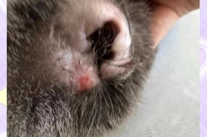 猫吐吃怎么办？吃什么药好？（一起来了解猫吐吃的原因及治疗方法吧！）