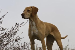 维兹拉犬的饲养全指南（了解如何给维兹拉犬提供健康、快乐的生活）