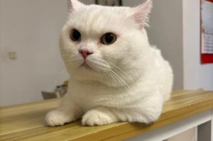 猫的食物选择与健康（探索猫的饮食习惯和食物偏好，为您的宠物提供最佳营养）