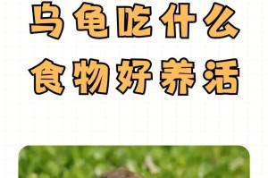 草龟的饮食习性及适合食物（草龟的食谱和饲养技巧）