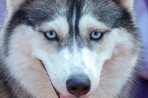 狗狗世界（狗狗世界中的各种可爱、独特、温馨的名字汇总）