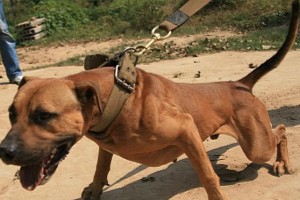 如何科学喂养小比特犬（宠物健康，从喂养开始）