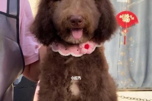 以红色贵宾犬为主题的魅力与特点（探索红色贵宾犬的鲜艳外貌和温柔性格）
