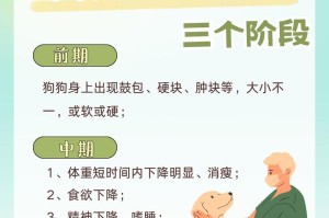 狗狗青春期症状（青春期、行为变化、生理变化、照顾建议）