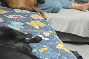 狗狗接种疫苗后多久能洗澡？（探究疫苗接种后洗澡的最佳时间和注意事项）