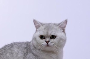 探索猫科动物——以狮子为主题的文章（揭秘狮子王国的奇妙世界）