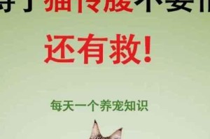猫传腹（探索猫传腹的起源、意义和现代表现）