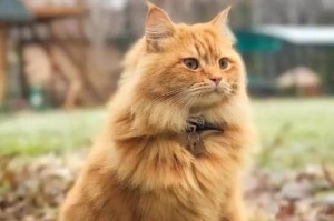 探索中长毛猫的多样品种世界（了解中长毛猫的品种特点及适合养殖条件）