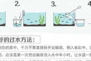 四喜鸟饲养方法：让你的宠物健康快乐生活