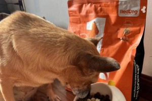 如何解决狗狗的挑食问题（让你的宠物狗吃得更好——如何对待狗狗挑食的饮食问题）