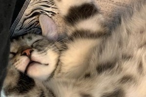猫的睡姿之神秘奥秘（揭秘猫咪睡姿背后的奥秘，让你大开眼界）