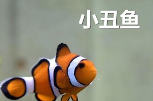 透红小丑鱼的饲养方法（打造室内珊瑚礁水族箱，让小丑鱼尽情舞动）