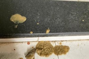 解析猫吐毛的原因及预防方法（探究猫吐毛现象背后的奥秘，帮助猫主人做好毛发护理）
