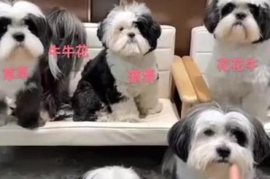 《萌犬取名指南》（不可错过的15个狗狗取名灵感）