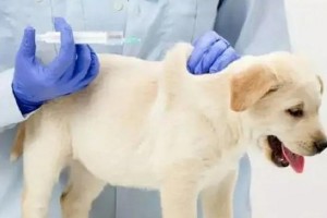 幼狗疫苗接种指南（了解幼犬疫苗接种及时间表，守护幼小生命健康）