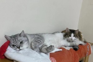 养猫须知（为您的新宠物做好充分准备）