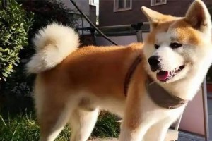 秋田犬如何训练定点大小便？（宠物主人必知的15个秘诀！）