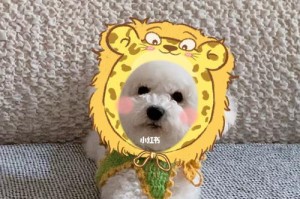 比熊犬太凶了，应该怎么办？（以宠物为主的实用指南，让你的比熊犬变得更加友善）
