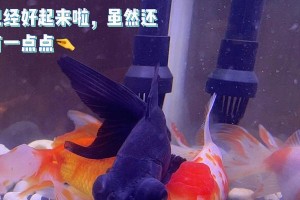 金鱼之静养之道（探讨金鱼静养对其健康的影响及关键因素）