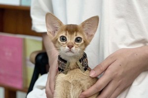 猫耳朵的神奇之处（探索猫耳朵的多重功能和其象征意义）