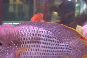 红鳃皇冠的饲养方法（打造水族箱中的明星饲养红鳃皇冠）