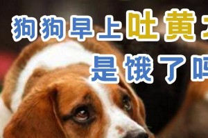 狗饿了的反应及应对方法（揭秘狗狗饥饿的表现和正确喂养技巧）