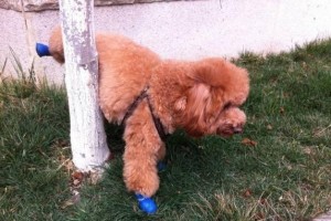 如何训练狗狗大小便？（宠物养成必备技巧，让你的狗狗健康无忧）