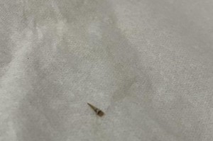 狗狗被虫咬了怎么办？（探究狗狗被虫咬引起的问题及应对方法）