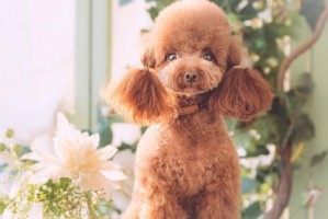 如何有效解决泰迪犬毛打结问题？（宠物毛发打结困扰？这些方法帮你解决！）