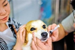 宠物犬的驱虫和洗澡一并操作，有何利弊？（以狗狗的健康为前提，选择适当的方法进行清洁和预防）