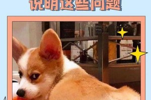 狗狗为何对主人大叫？（揭秘狗狗大叫的原因及应对方法）