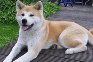 为什么养“秋田犬”的人少？（秋田犬的缺点及其影响）