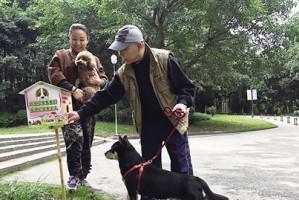 运输宠物狗的手续及注意事项（了解运输宠物狗的必要手续和准备工作）