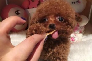 泰迪的鱼肉狂热（揭秘泰迪对鱼肉的偏爱原因，让你更了解这个可爱的犬种。）