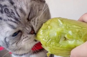猫咪的膳食需求（营养均衡的健康猫咪饲养方案）