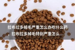 宠物拉布拉多的毛发护理指南（从饮食入手，让毛发更加健康亮丽）