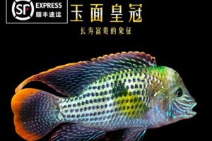 红鳃皇冠的饲养方法详解（打造高品质水族世界，让红鳃皇冠养的健康又美丽）