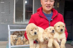 大金毛寿命与健康（探究大金毛的预期寿命及保持健康的关键）