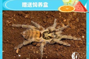 温顺可爱的捕鸟蛛——了解这些关键信息让你爱上它们（捕鸟蛛的性格特点、养殖技巧和饲养禁忌一览）