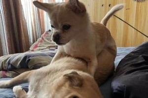 美国人心目中最喜爱的犬种（一窥美国人对犬类的钟爱与选择）